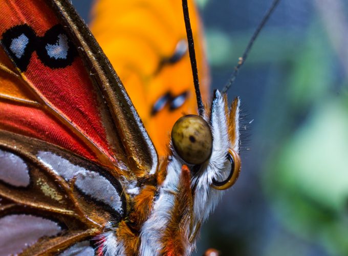Wallpaper Butterfly, colorful, macro, insects, red, wings, eyes, Animals 2853614189